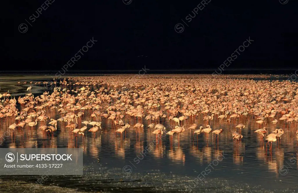 Lesser Flamingo,Phoenicopterus minor,Nakuru Nationalpark,Kenya,Africa,group in water in sunset light