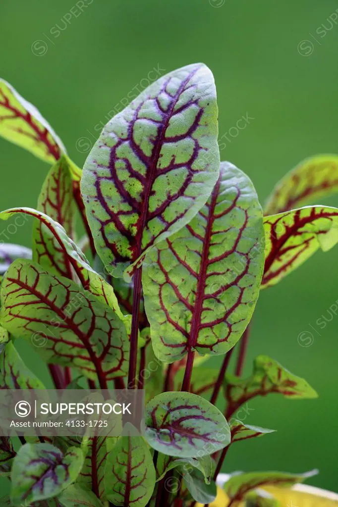 French Sorrel,Sour Dock, Buckler_leafed Sorrel,Rumex scutatus,Ellerstadt,Germany,Europe,leaves of herbs
