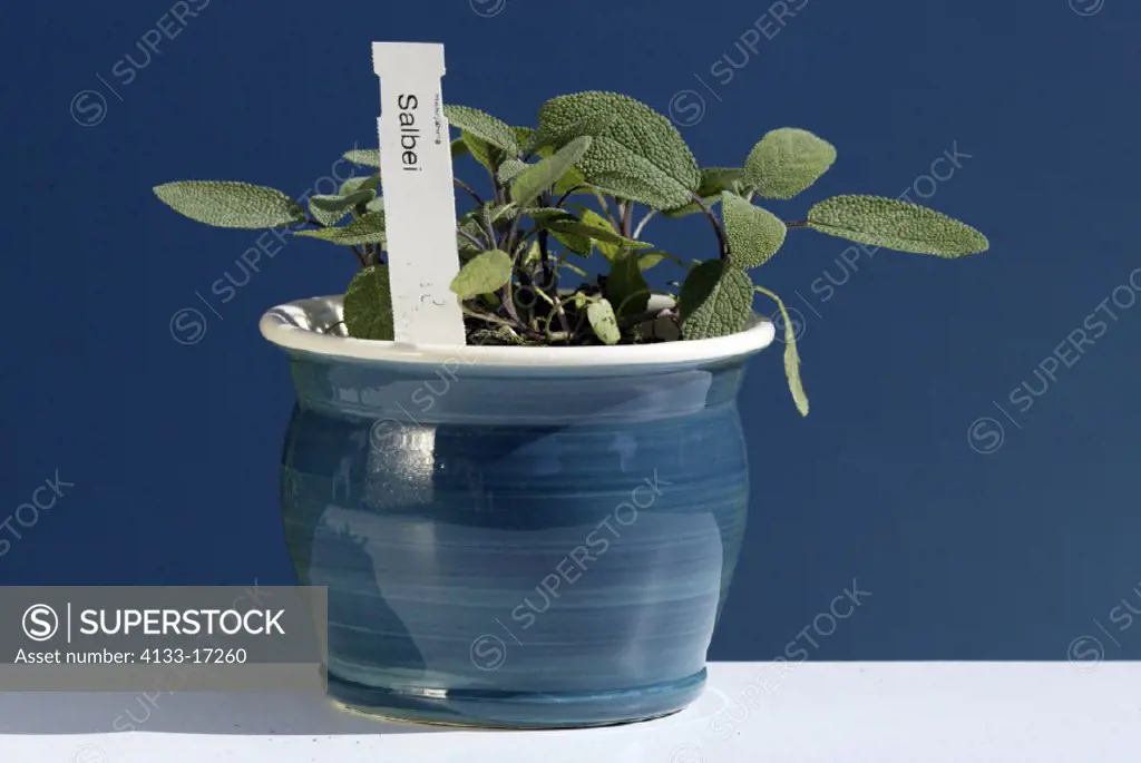 Sage , Salvia officinalis , Germany , Europe , plant in pot herb food
