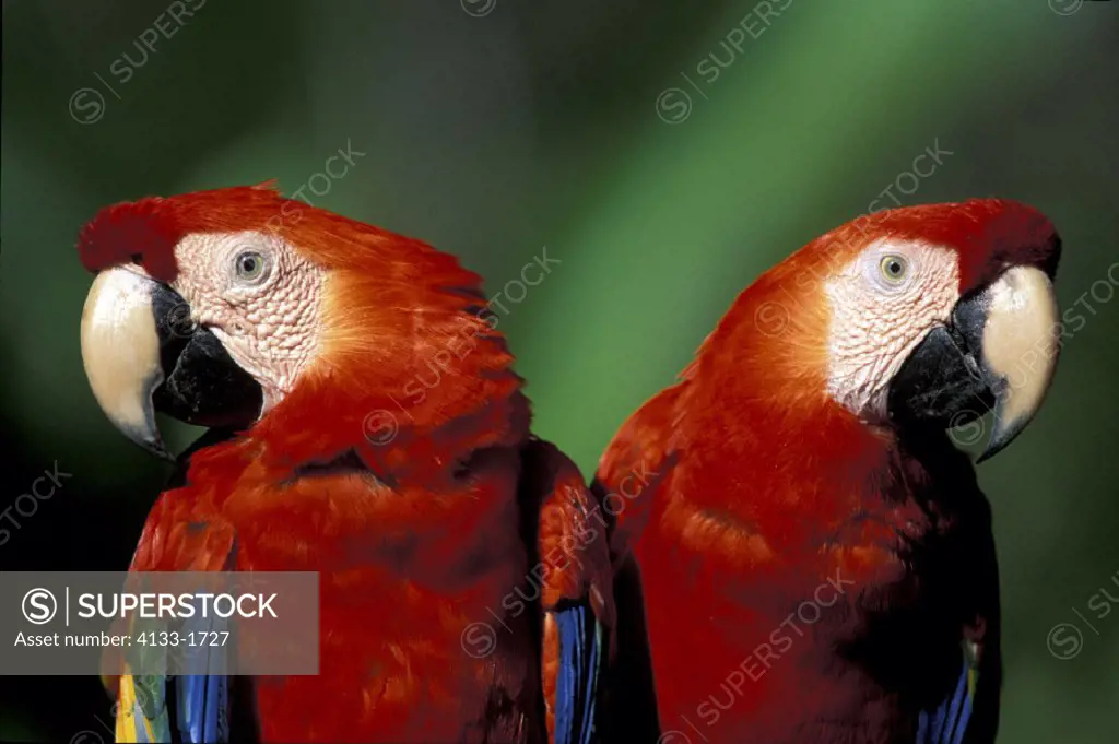 Scarlet Macaw  , Ara macao , South America, America , adult couple , pair  portrait
