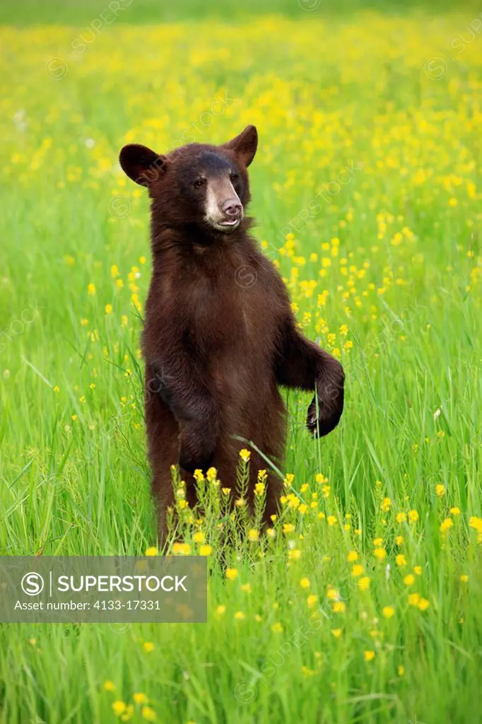Black Bear,Ursus americanus,Minnesota,USA,young standing upright on meadow