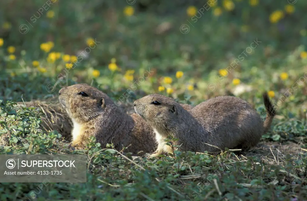 Black Tailed Prairie Dog , Cynomys ludovicianus , North America , adults , Couple is looking outside from the cave , from den