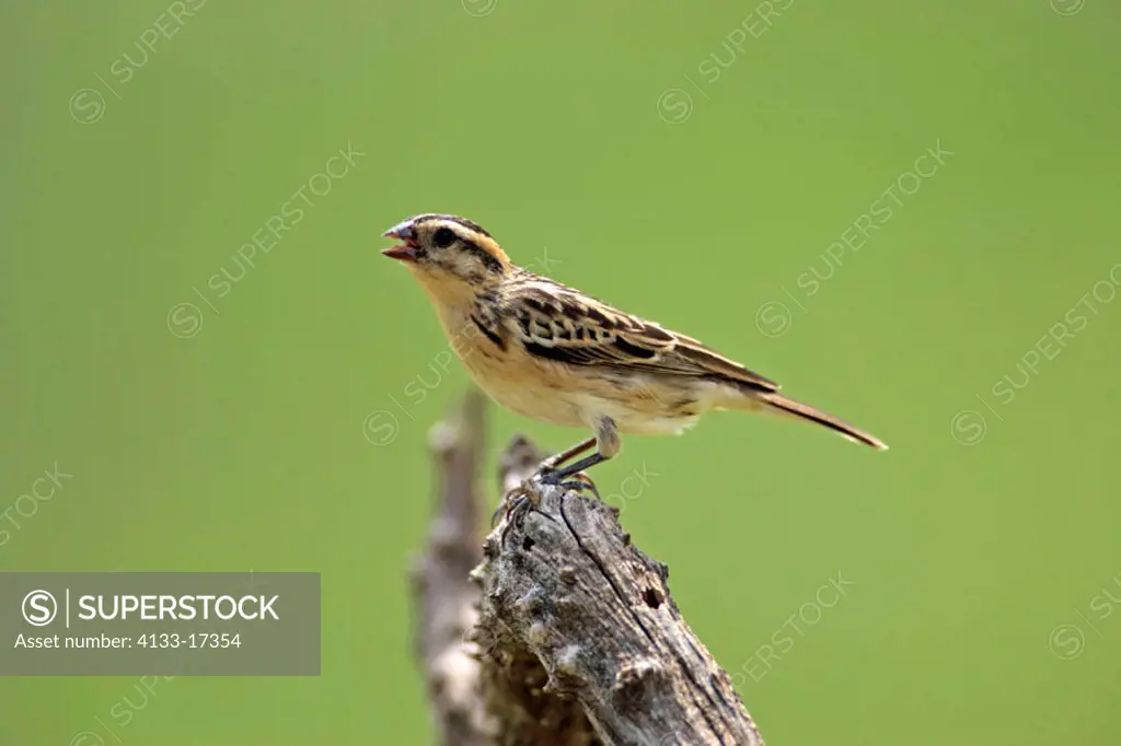 Pintailed Whydah, Vidua macroura, Sabie Sand Game Reserve, South Africa , Africa, adult female