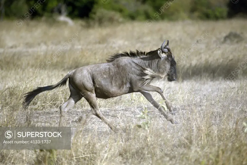 Wildebeest, Connochaetus taurinus albojubatus, Masai Mara, Kenya, adult running