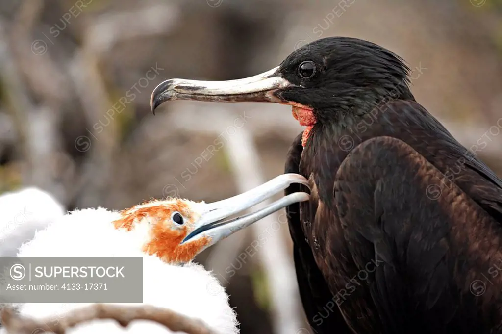 Great Frigatebird,Fregata minor,Galapagos Islands,adult,male and young bird at nest