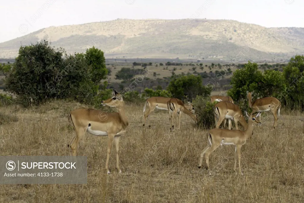 Impala, Aepyceros melampus, Masai Mara, Kenya, group of female with youngs