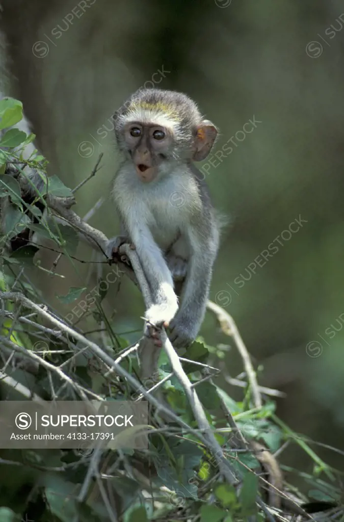 Vervet Monkey , Primate , Primates , Grivet Monkey , Primate , Primates , Cercopithecus aethiops , Samburu Game Reserve , Kenya , Africa , young on tr...