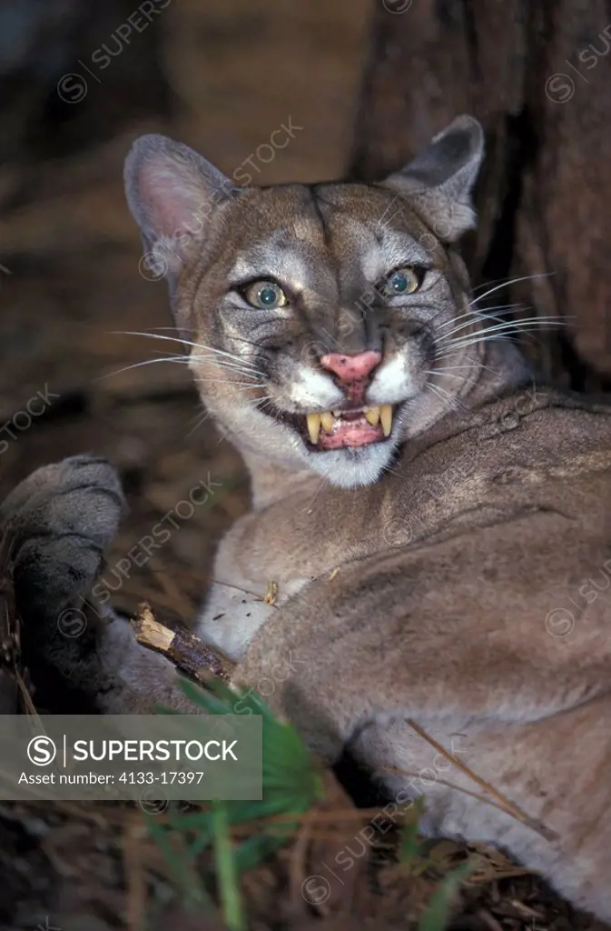 Florida Panther,Felis concolor coryi,Florida,USA,adult portrait