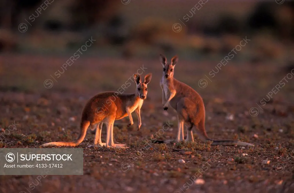 Red Kangaroo,Macropus rufus,Australia,Sturt Nationalpark,two adults in dusk