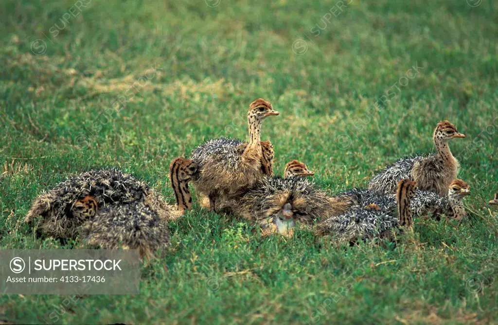 South African Ostrich,Struthio camelus australis,Kruger Nationalpark,South Africa,Africa,group of young birds