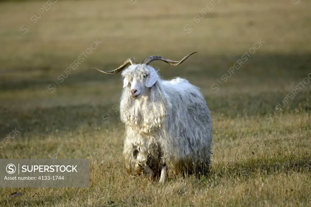 Goat Domestic Animal Australia
