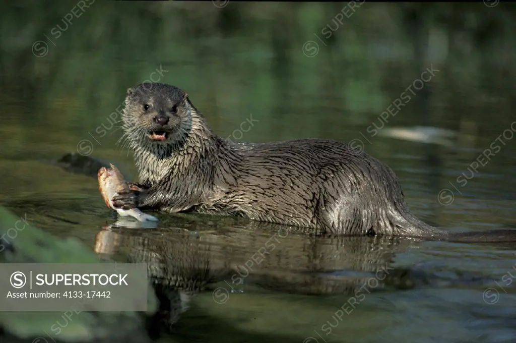Otter , Lutra lutra , Germany , Europe, European Otter , with prey feeding