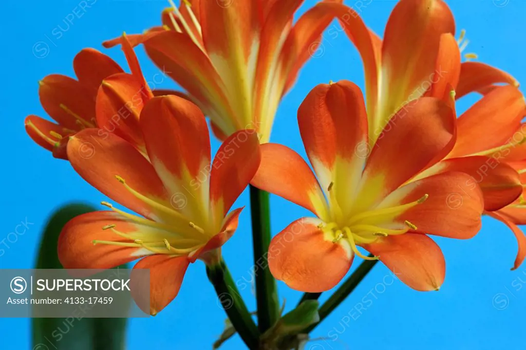 Clivia,Clivia miniata,South Africa,Germany,blooming flower