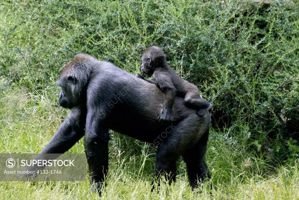 Lowland Gorilla Gorilla gorilla Africa