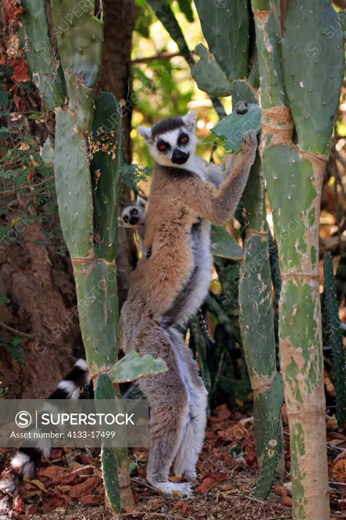 Ring Tailed Lemur, Lemur catta, Berenty Game Reserve, Madagascar, adult female with young