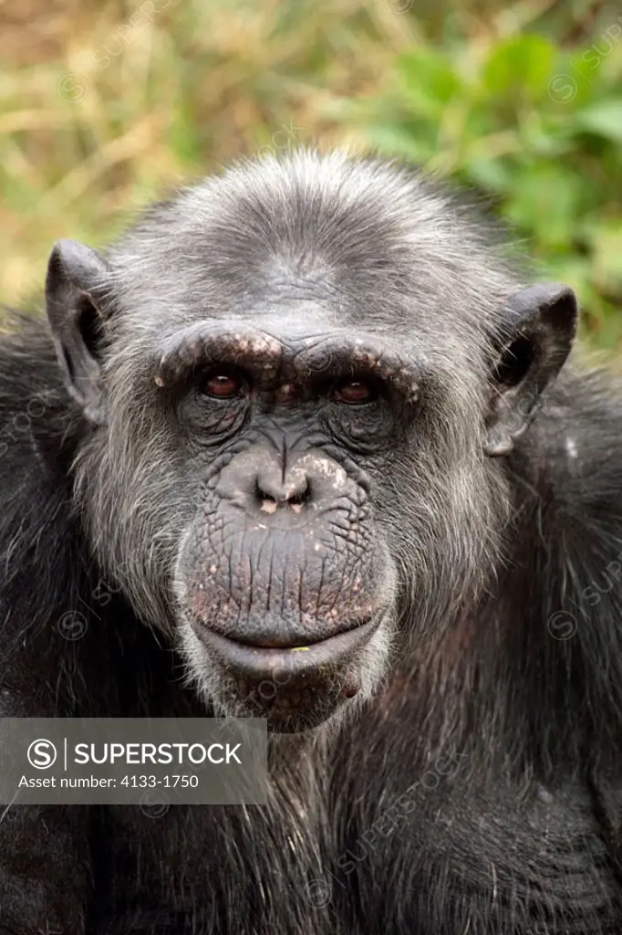 Chimpanzee Pan troglodytes troglodytes Africa