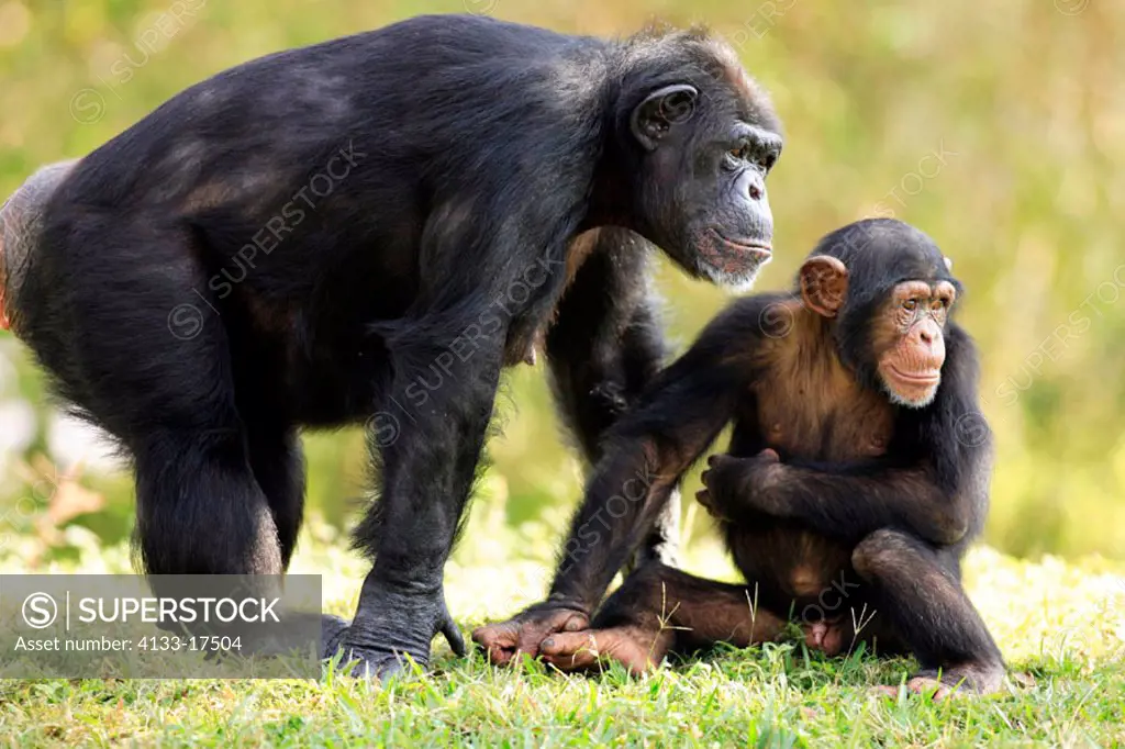 Chimpanzee, Pan troglodytes troglodytes, Africa , adult female with young