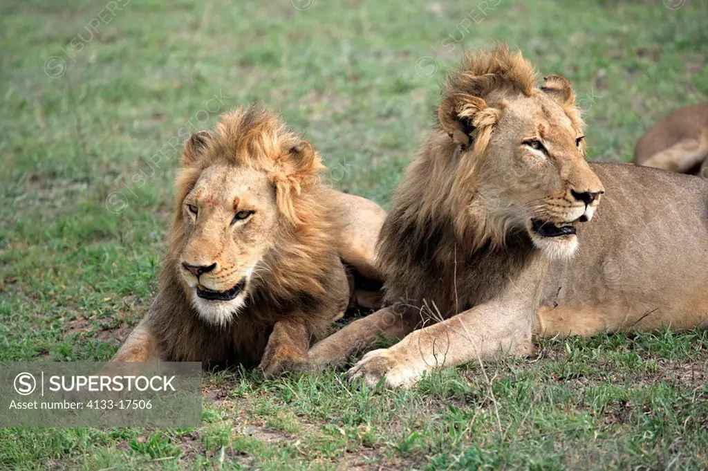 Lion,Panthera leo,Kruger National Park,Sabisabi Private Game Reserve,South Africa,adult male portrait