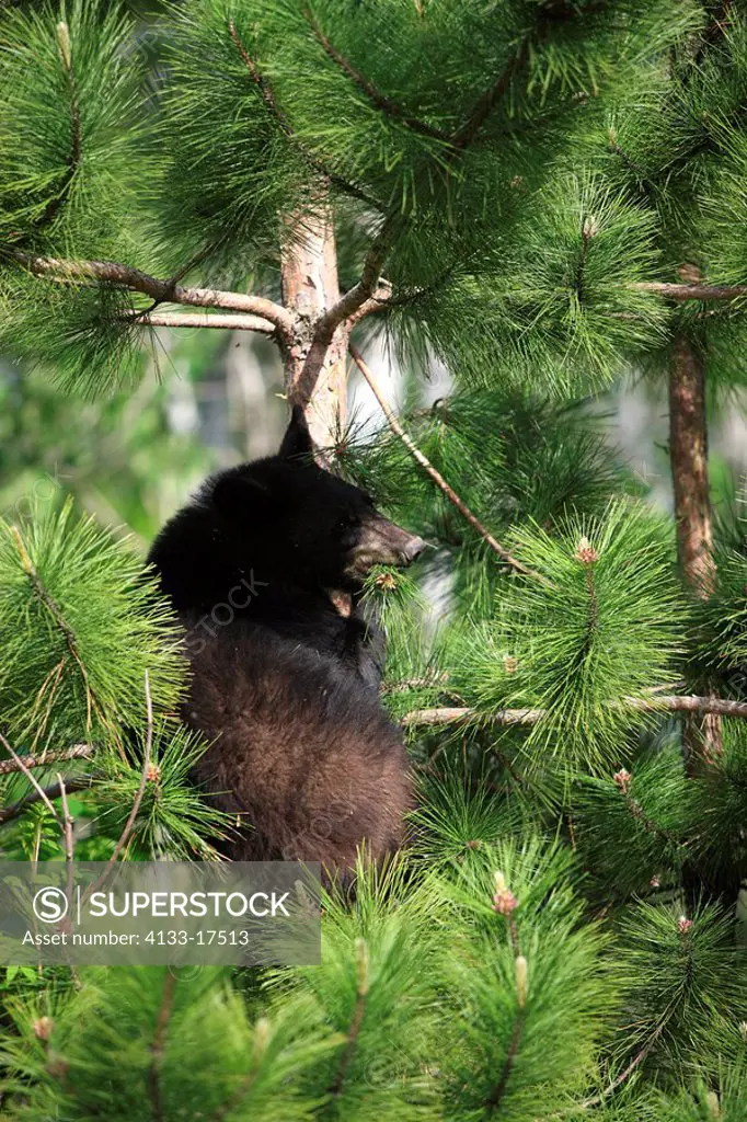 Black Bear,Ursus americanus,Minnesota,USA,young climbing on tree