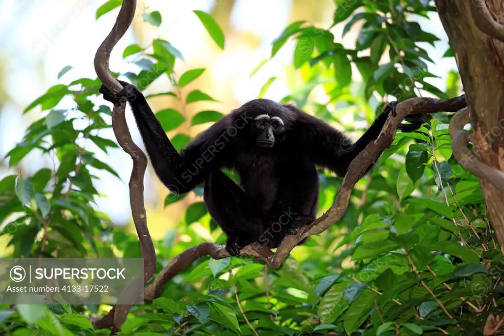 Dark handed Gibbon,Hylobates agilis,Asia,adult on tree