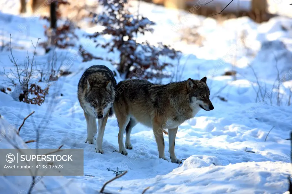 Gray Wolf,Timber Wolf,Canis lupus,Bavarian Forest Nationalpark,Germany,Europe,adult couple in snow in winter