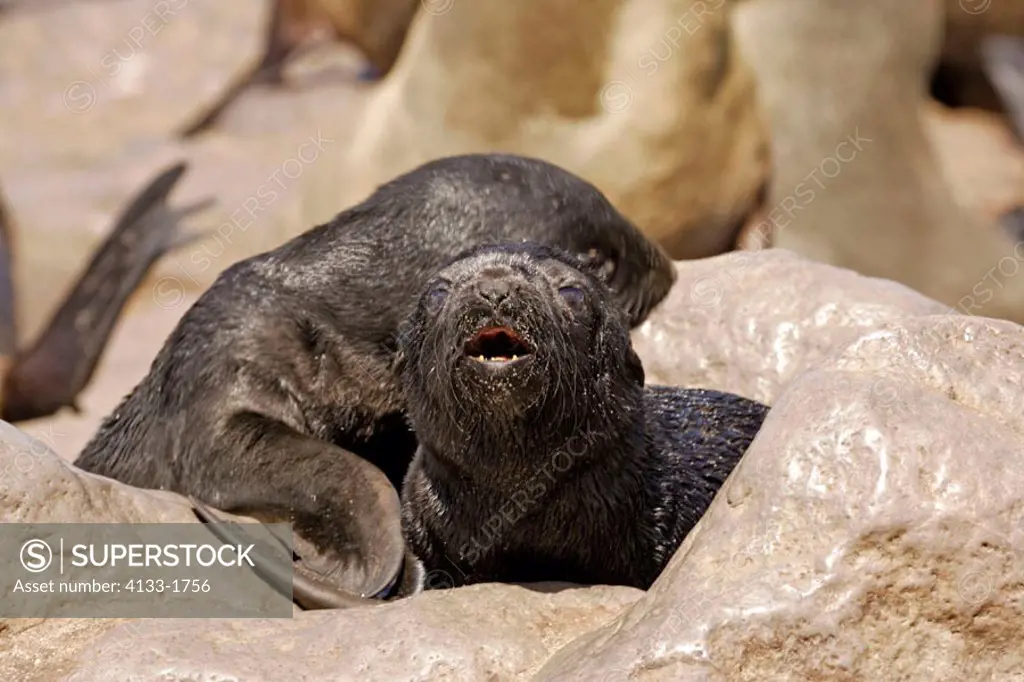 Cape Fur Seal, Arctocephalus pusillus, Cape Cross, Namibia , Africa, pup calling