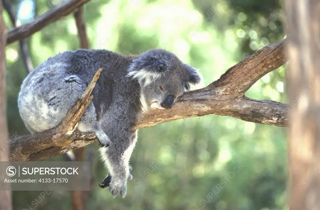 Koala , Phascolarctos cinereus , Australia , Adult sleeping on tree