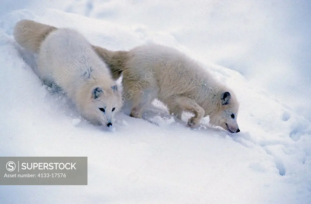Arctic Fox,Alopex lagopus,Montana,USA,adult couple in snow