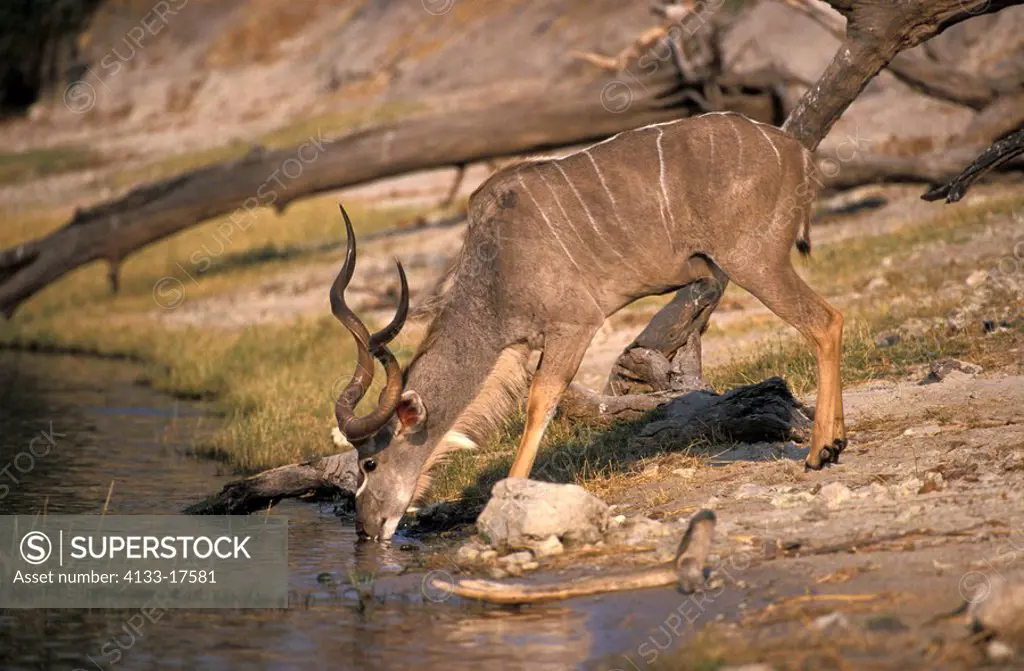 Greater Kudu,Tragelaphus strepsiceros,Chobe Nationalpark,Botswana,Africa,adult,male,at water,drinking