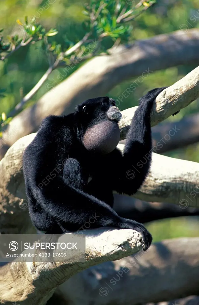 Siamang,Symphalangus syndactylus,Asia,adult calling on tree