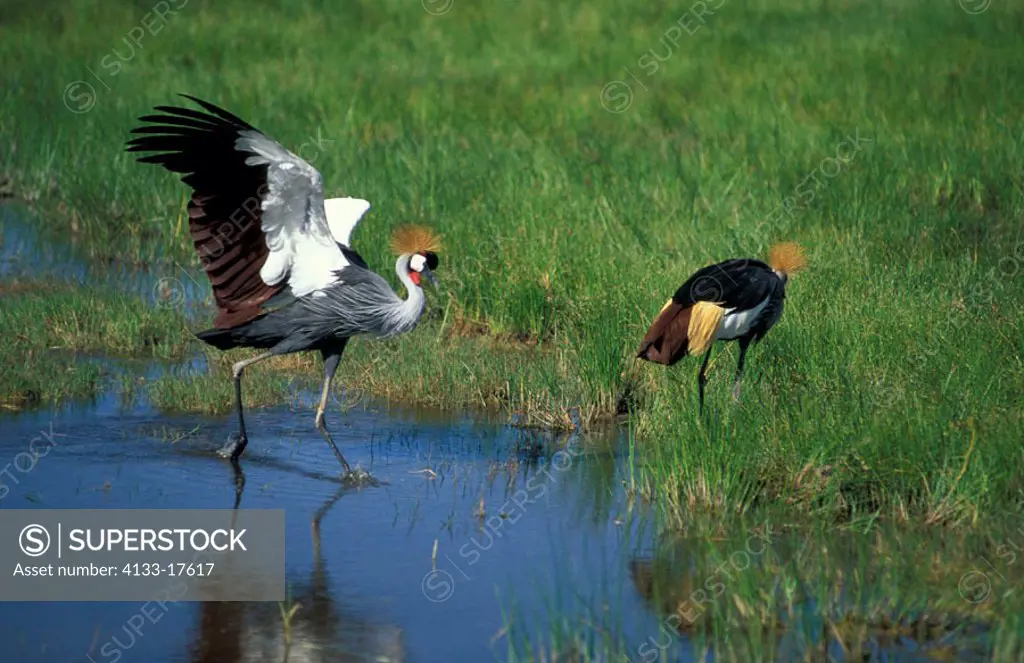 Crowned Crane, Balearica regulorum, Amboseli Nationalpark, Kenya, adult couple at water