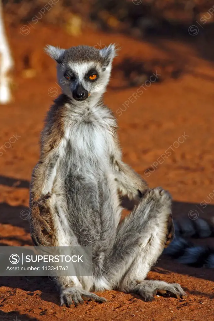 Ring Tailed Lemur, Lemur catta, Berenty Game Reserve, Madagascar, adult sunbathing