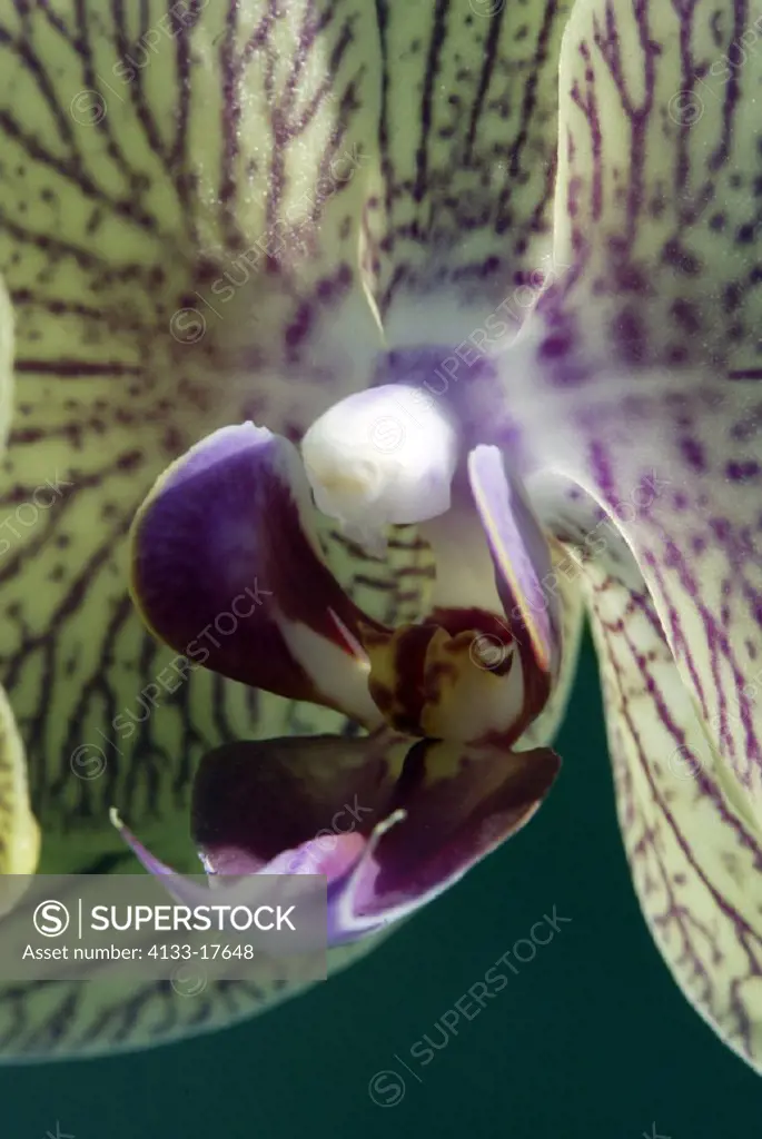 Orchid , Phalaenopsis , Germany , Europe , bloom