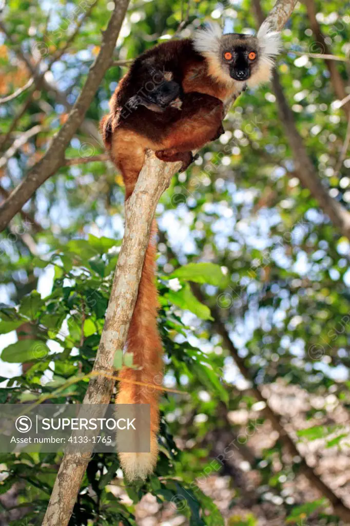 Black Lemur, Lemur macaco, Nosy Komba, Madagascar, adult female with baby on tree