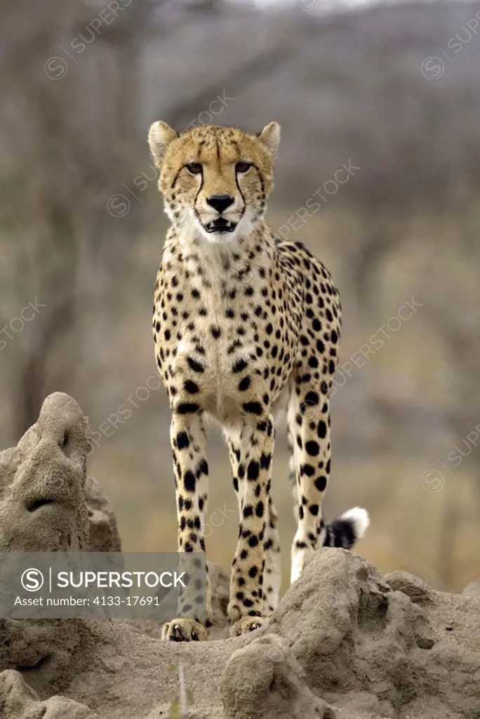 Cheetah Acinonyx jubatus Sabi Sand Game Reserve Kruger National Park South Africa Africa