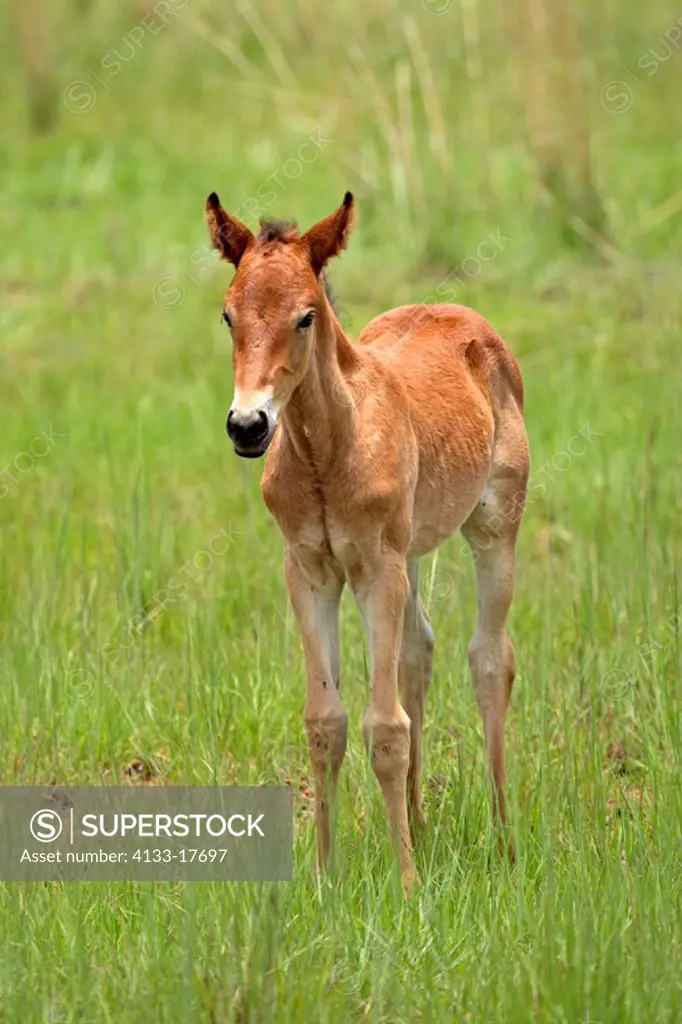 Horse, Equus spec, South Africa , Africa, young foal