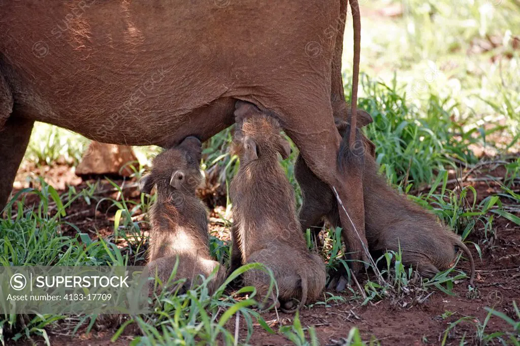 Warthog,Phacochoerus aethiopicus,Kruger National Park,South Africa,adult female with youngs suckling