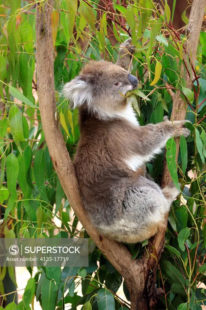Koala,Phascolarctos cinereus,Australia,adult feeding Eucalyptus on tree