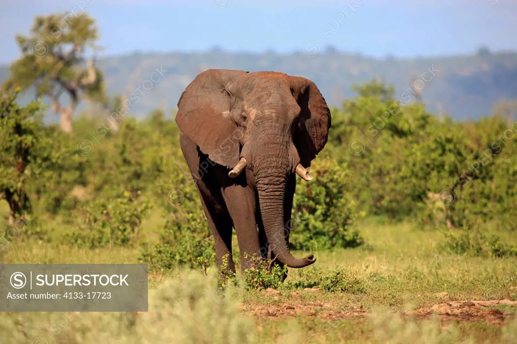 African Elephant,Loxodonta africana,Kruger Nationalpark,South Africa,Africa,adult male