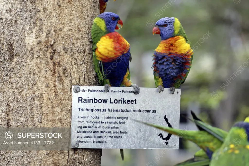 Rainbow Lorikeet Trichoglossus haematodus Australia