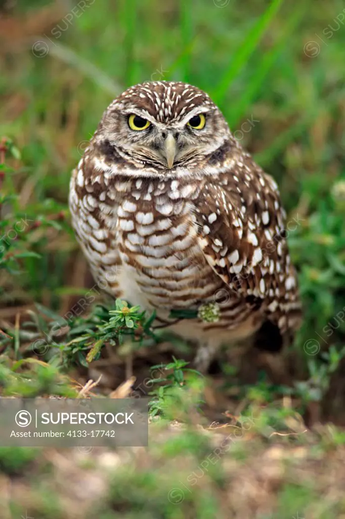 Burrowing Owl, Athene cunicularia, Cape Coral, Florida, USA, adult