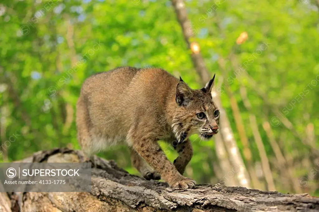 Bobcat,Lynx rufus,Minnesota,USA,adult walking on tree