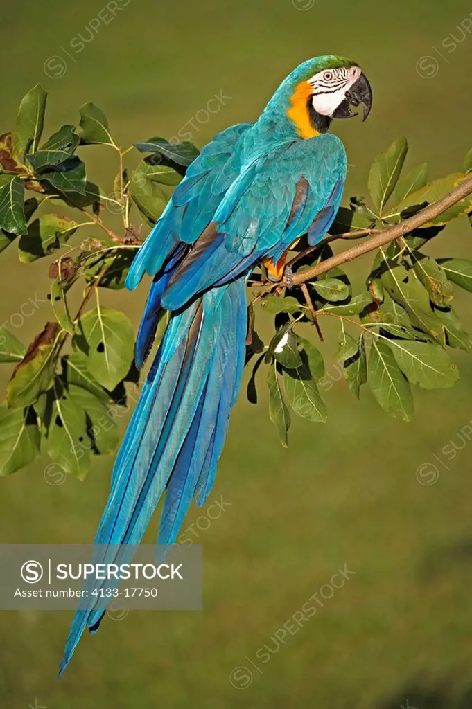 Blue and Yellow Macaw,Ara ararauna,Pantanal,Brazil,adult,on tree
