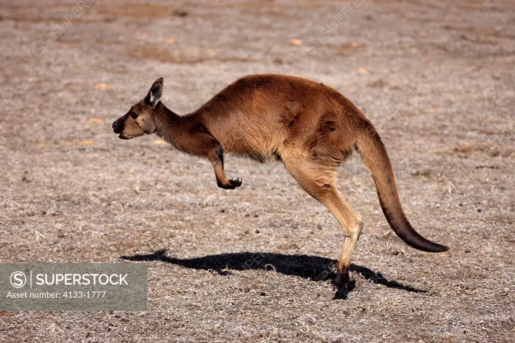 Kangaroo Island Kangaroo,Macropus fuliginosus fuliginosus,Australia,Kangaroo Island,adult jumping