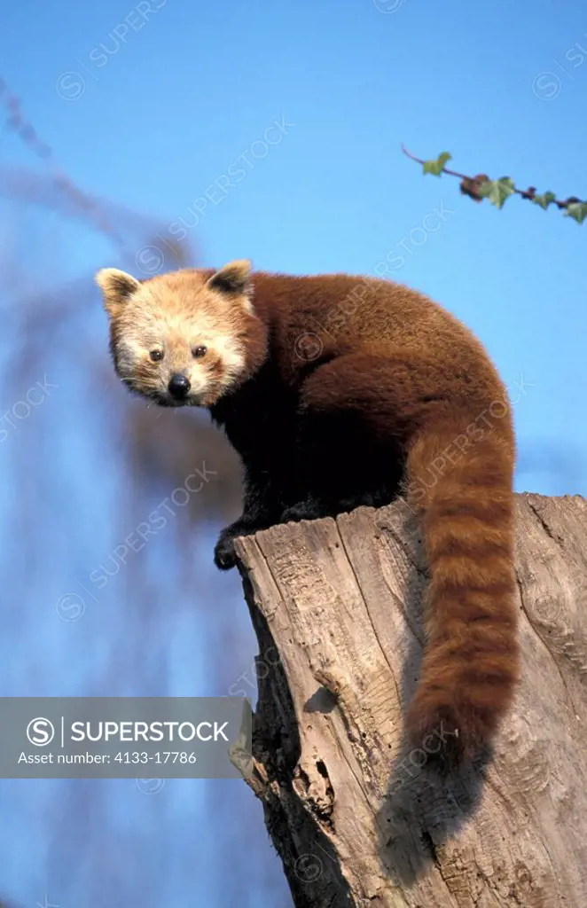 Red Panda,Ailurus fulgens fulgens,China,Asia,adult drinking