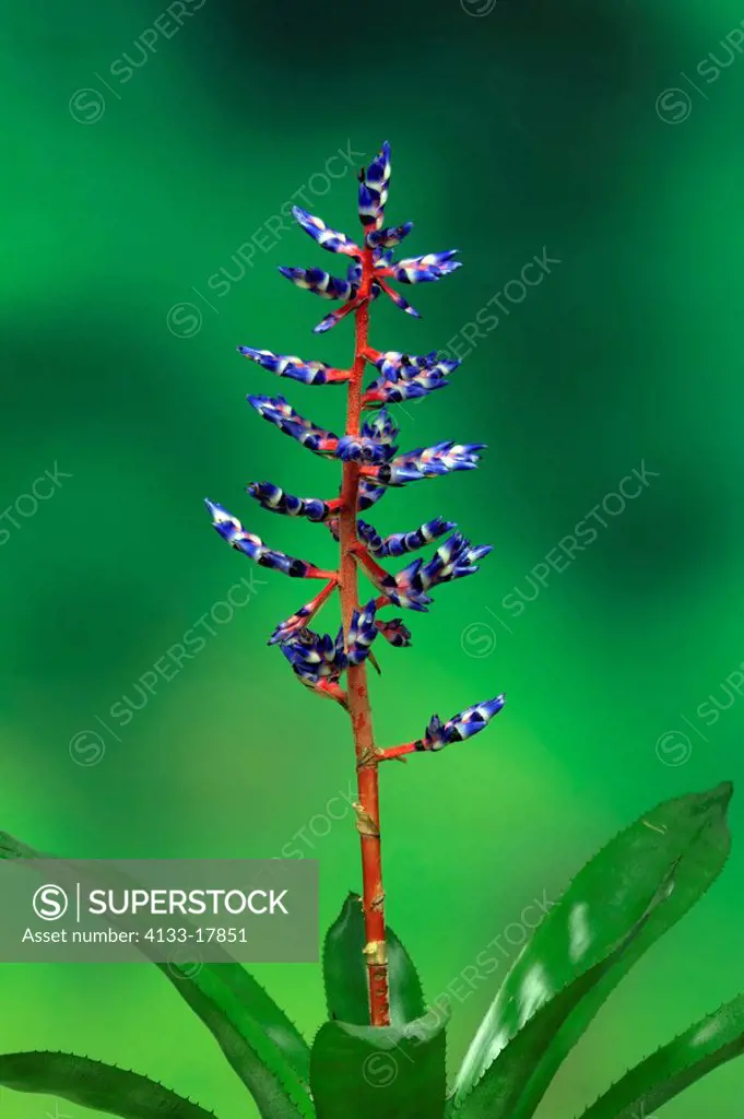 Bromeliad,Bromelia specie,South America,bloom