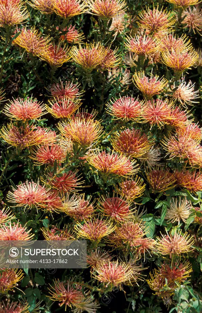 Pincushen, Leucospermum spec, South Africa, bloom