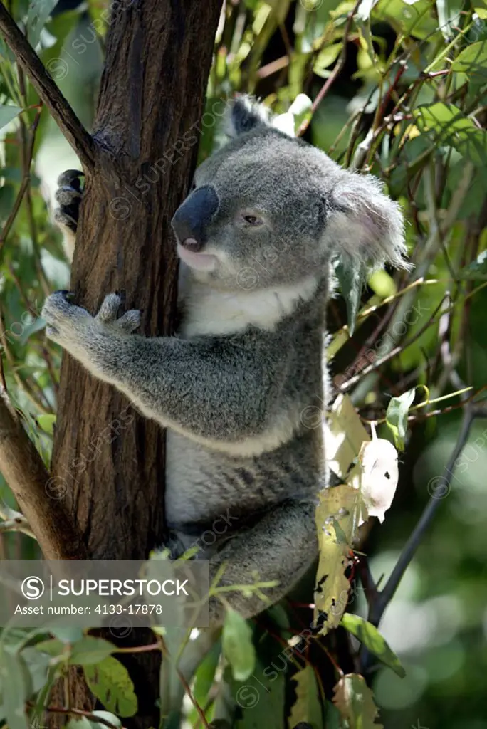 Koala Phascolarctos cinereus Australia