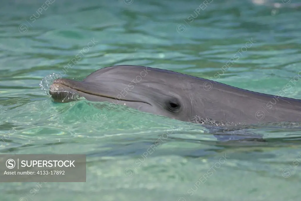 Bottle-nosed Dolphin , Bottle Nosed Dolphin , Bottle Nose Dolphin , Tursiops truncatus , Roatan , Honduras , Caribbean