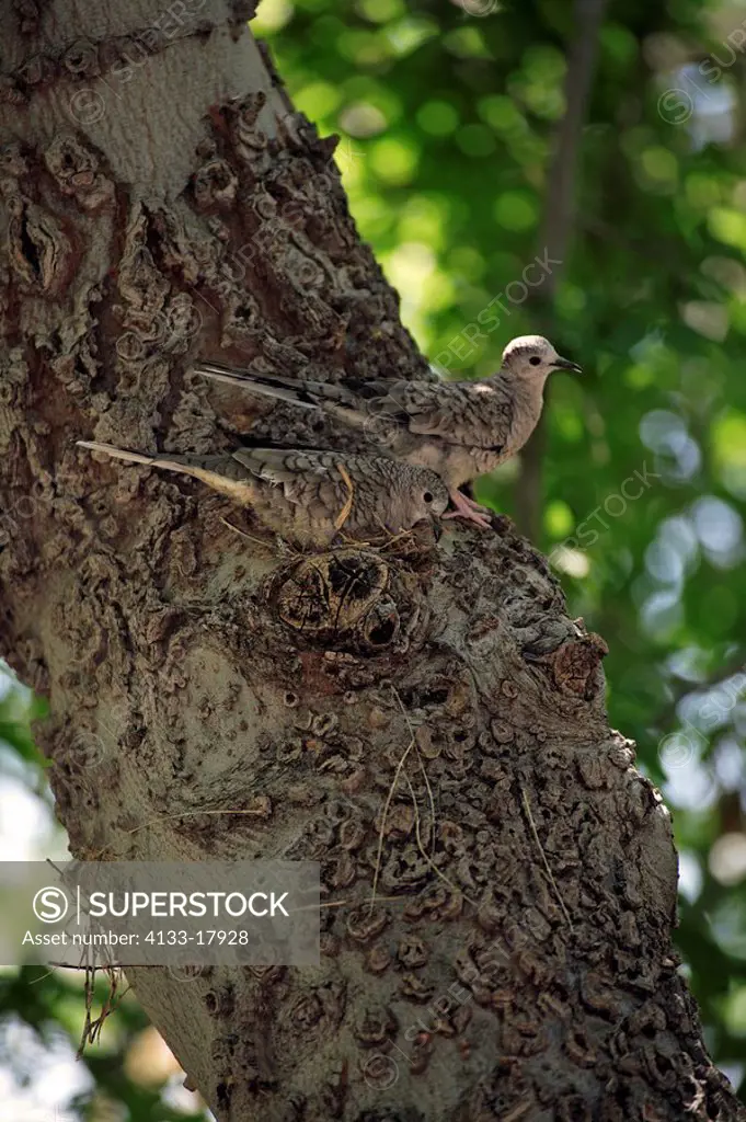 Inca Dove,Columbina inca,Sonora Desert,Arizona,USA,adults couple breeding on nest in tree